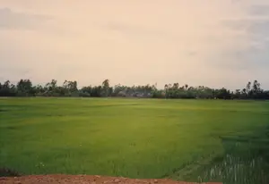 Bức ảnh chụp một cánh đồng lúa rộng lớn ở vùng nông thôn. Cánh đồng được bao phủ bởi màu xanh mướt của lúa đang trong giai đoạn phát triển. Một phần của ruộng lúa ở góc dưới bên phải có nước. Ở phía xa, có một hàng cây xanh rậm rạp chạy dọc theo đường chân trời, phía sau hàng cây có thể thấy lấp ló một vài mái nhà của một ngôi làng. Bầu trời có nhiều mây và hơi u ám. Phía trước là một bờ đất màu nâu đỏ. Khung cảnh thể hiện hoạt động nông nghiệp trồng lúa, mang đậm nét đặc trưng của làng quê Việt Nam. Không có chữ viết hay ký hiệu nào trong ảnh.。（日本語訳）。写真は田舎の広大な水田を写している。田んぼは、成長段階にある稲の青々とした緑色で覆われている。右下の田んぼの一部には水が張られている。遠くには、地平線に沿って青々とした木々が鬱蒼と並んでおり、その木々の後ろには村の家々の屋根がいくつか見え隠れしている。空は雲が多く、少し曇っている。手前には赤茶色の土手がある。この風景は稲作という農業活動を表しており、ベトナムの田舎の典型的な特徴を色濃く示している。写真には文字や記号はない。