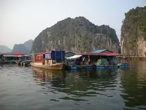 Đây là khung cảnh một làng chài nổi trên vịnh, có thể là Vịnh Hạ Long, với nhiều nhà bè và thuyền neo đậu trên mặt nước. Các ngôi nhà nổi được xây dựng trên hệ thống phao nổi, có mái tôn màu đỏ và xanh. Một chiếc thuyền gỗ lớn màu đỏ có cabin đang đậu cạnh một nhà bè. Trên chiếc thuyền này có một tấm biển màu xanh ghi chữ: "ĐẶC SẢN BIỂN - CÁ SONG, CÁ GIÒ - TÔM HÙM, BỀ BỀ - SỐNG TẠI BÈ". Điều này cho thấy hoạt động chính ở đây là nuôi trồng và buôn bán các loại hải sản tươi sống ngay tại bè. Trên một nhà bè khác có thể thấy các chồng lồng, lưới dùng cho việc nuôi cá. Phía sau là những dãy núi đá vôi hùng vĩ đặc trưng của khu vực. Mặt nước phẳng lặng, phản chiếu hình ảnh của nhà cửa và núi non.。（日本語訳）。これは湾に浮かぶ水上漁村の光景で、おそらくハロン湾でしょう。水面には多くの水上家屋や船が停泊しています。水上家屋は浮きの上に建てられており、赤や青のトタン屋根があります。キャビン付きの大きな赤い木造船が、水上家屋の隣に停泊しています。この船には、「海の特産品 - ハタ、スギ - ロブスター、シャコ - いかだで生きたまま販売」と書かれた青い看板があります。このことから、ここでの主な活動は、いかだの上で直接、新鮮な海産物を養殖・販売することだとわかります。別の水上家屋には、魚の養殖に使われるかごや網が積み重ねられているのが見えます。後方には、この地域特有の雄大な石灰岩の山々が連なっています。水面は穏やかで、家々や山々の姿を映し出しています。