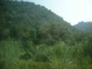 Bức ảnh chụp một khung cảnh thiên nhiên tươi tốt ở một vùng đồi núi. Phía sau là một ngọn đồi lớn được bao phủ hoàn toàn bởi thảm thực vật dày đặc, chủ yếu là cây cối xanh um. Ở phía trước, có một khu vực với các loại cây cỏ cao, có thể là lau sậy hoặc mía, mọc rậm rạp. Toàn bộ khung cảnh mang một màu xanh của cây lá. Bầu trời phía trên có màu sáng, hơi mờ. Không có người, nhà cửa, hay bất kỳ hoạt động nào được ghi lại trong ảnh. Cũng không có bất kỳ văn bản hay biển báo nào.。（日本語訳）。写真は、ある丘陵地帯の緑豊かな自然の風景を写しています。後ろには、主に青々と茂った木々からなる密集した植生に完全に覆われた大きな丘があります。手前には、アシかサトウキビと思われる背の高い草が密集して生えているエリアがあります。風景全体が木々の葉の緑色をしています。上の空は明るい色で、少し霞んでいます。写真には、人、家、またはいかなる活動も記録されていません。いかなるテキストや看板もありません。