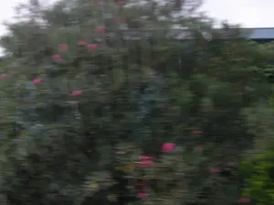 Bức ảnh bị mờ do chuyển động, cho thấy một khung cảnh ngoài trời. Đối tượng chính là một bụi cây lớn, rậm rạp với nhiều lá xanh. Trên cây có nhiều bông hoa màu hồng hoặc đỏ đang nở. Phía sau bụi cây, có thể thấy một phần mái nhà của một công trình kiến trúc. Bầu trời phía trên có màu trắng xám. Toàn bộ cảnh vật bị nhòe theo chiều ngang, cho thấy bức ảnh có thể được chụp từ một phương tiện đang di chuyển. Không có hoạt động cụ thể nào của con người được ghi lại và không có văn bản nào có thể đọc được.。（日本語訳）。主な被写体は、緑の葉がたくさん茂った大きな低木です。その木には、ピンクまたは赤色の花がたくさん咲いています。低木の後ろには、建物の屋根の一部が見えます。上の空は灰色がかった白色です。風景全体が水平方向にぶれており、写真が移動中の乗り物から撮影された可能性を示しています。特定の人物の活動は記録されておらず、読み取れる文字もありません。