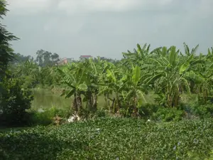 Đây là một khung cảnh nông thôn điển hình. Bức ảnh chụp một khu vực có một cái ao nhỏ hoặc một phần của con sông. Ven bờ ao là một vườn chuối rậm rạp với rất nhiều cây chuối có tàu lá lớn màu xanh. Ở phía trước, một thảm thực vật thủy sinh, có thể là lục bình (bèo tây) với những bông hoa màu tím, bao phủ một phần mặt đất hoặc mặt nước. Phía xa, sau những rặng cây, có thể thấy lấp ló một vài ngôi nhà. Bầu trời u ám và có nhiều mây. Không có người hay hoạt động cụ thể nào diễn ra, chỉ có một khung cảnh thiên nhiên tĩnh lặng. Không có bất kỳ chữ viết, biển báo hay văn bản nào trong ảnh.。（日本語訳）。これは典型的な田舎の風景です。写真は、小さな池または川の一部がある地域を写しています。池のほとりには、大きな緑の葉を持つたくさんのバナナの木が生い茂るバナナ園があります。手前には、紫色の花を咲かせた水生植物、おそらくホテイアオイ（ウォーターヒヤシンス）の群生が、地面または水面の一部を覆っています。遠くの並木の後ろには、いくつかの家がちらりと見えます。空はどんよりと曇っています。人や特定の活動は見られず、静かな自然の風景だけがあります。写真にはいかなる文字、標識、またはテキストもありません。