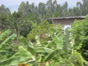 Bức ảnh được chụp từ một phương tiện đang di chuyển, cho thấy một khung cảnh nông thôn ở Việt Nam, có thể là tại khu vực Ninh Bình. Hình ảnh hơi mờ do chuyển động. Ở phía trước là những tàu lá chuối xanh tươi. Phía sau là một ngôi nhà mái bằng ẩn mình giữa nhiều cây cối xanh um. Có thể nhận thấy một vài bộ quần áo đang được phơi. Ở phía xa là một hàng cây cao và bóng mờ của những dãy núi, một cảnh quan điển hình của vùng nông thôn. Không có hoạt động cụ thể nào của con người được ghi lại rõ ràng, nhưng khung cảnh cho thấy một cuộc sống thường nhật ở một vùng quê.。（日本語訳）。移動中の乗り物から撮影された写真で、ベトナムの田舎の風景、おそらくニンビン地域のものです。動きによって写真は少しぼやけています。手前には青々としたバナナの葉があります。その後ろには、緑豊かな木々に隠れた平屋根の家があります。いくつかの服が干されているのが見えます。遠くには高い木々の列と山脈のかすかな影があり、典型的な田舎の景観です。特定の人間の活動ははっきりと記録されていませんが、その光景は田舎での日常の暮らしを示しています。