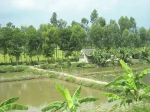 Đây là một khung cảnh nông thôn điển hình ở Việt Nam, có khả năng được chụp tại khu vực Ninh Bình. Bức ảnh ghi lại một vùng đất với nhiều ao, hồ được ngăn cách bởi những bờ đất nhỏ. Nước trong ao có màu nâu đục, cho thấy đây có thể là khu vực nuôi trồng thủy sản như cá hoặc tôm. Một con đường đất nhỏ chạy dọc theo bờ ao, dẫn đến một ngôi nhà nhỏ lợp ngói nằm giữa những lùm cây xanh. Xung quanh nhà và ở phía trước có nhiều cây chuối. Ở phía xa là một cánh đồng lúa xanh và một hàng cây rậm rạp. Không có người hay hoạt động cụ thể nào được ghi lại, nhưng khung cảnh cho thấy một môi trường sống và sản xuất nông nghiệp, kết hợp giữa trồng trọt và nuôi trồng thủy sản.。（日本語訳）。これはベトナムの典型的な田園風景で、おそらくニンビン地域で撮影されたものです。写真は、小さな土手で区切られた多くの池や湖がある土地を捉えています。池の水は茶色く濁っており、ここが魚やエビなどの水産養殖地域である可能性を示しています。小さな未舗装の道が池の岸に沿って走り、緑の木々の間に佇む瓦葺きの小さな家へと続いています。家の周りと手前には多くのバナナの木があります。遠くには緑の田んぼと、鬱蒼と茂る木々の列があります。人物や特定の活動は写っていませんが、この風景は、栽培と水産養殖を組み合わせた、生活と農業生産の環境を示しています。
