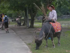 Bối cảnh là một khu vực ngoài trời, có vẻ là một công viên hoặc một điểm du lịch ở vùng nông thôn. Ở trung tâm bức ảnh, một người đàn ông Việt Nam đang đội nón lá, mặc áo sơ mi sáng màu, ngồi trên lưng một con trâu nước. Con trâu to lớn, màu đen, đang gặm cỏ bên vệ đường. Trên lưng trâu có lót một tấm vải hoa văn màu đỏ và vàng sặc sỡ để làm yên cưỡi. Người đàn ông tay cầm dây thừng dắt trâu và một vật trông giống như một cây chổi rơm, ông đang nhìn về phía máy ảnh và mỉm cười.。Ở phía bên trái, một nhóm người, có vẻ là du khách nước ngoài, đang đi bộ trên một con đường bê tông. Họ mặc trang phục thường ngày như áo phông, quần short, và một người có đeo ba lô.。Ở phía sau, dưới những tán cây lớn, có thể thấy một người khác cũng đội nón lá đang đứng cạnh một con trâu khác. Xa hơn nữa là một bức tường đá thấp. Khung cảnh có nhiều cây xanh và một cột đèn trang trí.。Hoạt động chính trong ảnh là người đàn ông cung cấp dịch vụ cho du khách chụp ảnh hoặc trải nghiệm cưỡi trâu, một hình ảnh đặc trưng của làng quê Việt Nam. Con trâu đang ăn cỏ trong khi người đàn ông tạo dáng chụp ảnh.。（日本語訳）。背景は屋外で、公園か田舎の観光地のようです。写真の中央には、ノンラーをかぶり、明るい色のシャツを着たベトナム人男性が、水牛の背中に乗っています。水牛は大きくて黒く、道端の草を食んでいます。水牛の背中には、鞍として赤と黄色の鮮やかな模様の布が敷かれています。男性は水牛を引く綱と藁のほうきのような物を手に持ち、カメラの方を見て微笑んでいます。左側では、外国人観光客と思われる一団がコンクリートの道を歩いています。彼らはTシャツや短パンといった普段着を着ており、一人はバックパックを背負っています。後方、大きな木々の下には、同じくノンラーをかぶった別の人が、もう一頭の水牛の隣に立っているのが見えます。さらにその奥には、低い石垣があります。風景には多くの緑と装飾的な街灯が一本あります。写真の中の主な活動は、男性が観光客に写真撮影や水牛乗り体験のサービスを提供していることで、これはベトナムの田舎の典型的な光景です。水牛が草を食べている間、男性は写真撮影のためにポーズをとっています。
