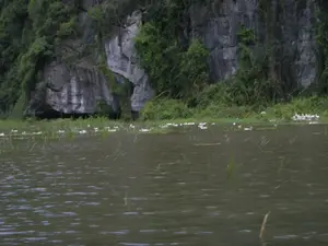 Khung cảnh thiên nhiên tại một khu vực sông nước, có thể là ở Ninh Bình. Phía sau là một vách núi đá vôi lớn, được cây cối và thảm thực vật xanh tươi bao phủ. Dưới chân núi, trên mặt sông hoặc vùng đất ngập nước, có một đàn vịt trắng đang bơi lội và kiếm ăn. Một số cây thủy sinh như lau sậy mọc lên từ mặt nước. Cảnh tượng này cho thấy hoạt động chăn nuôi vịt thả trên sông, một hình thức nông nghiệp phổ biến ở các vùng quê Việt Nam.。（日本語訳）。川や水のある地域の自然風景、おそらくニンビン省のものでしょう。後ろには、木々や青々とした植物に覆われた大きな石灰岩の崖があります。山の麓、川面や湿地帯では、白いアヒルの群れが泳いだり餌を探したりしています。アシのような水生植物が水面から生えています。この光景は、ベトナムの田舎で一般的な農業形態である、川でのアヒルの放し飼いを示しています。
