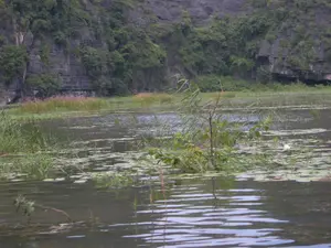 Không có thông tin văn bản nào trong hình ảnh. Bức ảnh chụp một cảnh quan thiên nhiên trên một con sông hoặc vùng đất ngập nước. Phía sau là một vách núi đá vôi lớn, được bao phủ bởi cây cối xanh tươi. Trên mặt nước có nhiều loại thực vật thủy sinh như lau sậy và bèo. Khung cảnh rất yên bình và hoang sơ, không có sự xuất hiện của con người hay hoạt động nào.。（日本語訳）。画像にはテキスト情報はありません。写真は川または湿地帯の自然景観を撮影したものです。背景には、青々とした木々に覆われた大きな石灰岩の崖があります。水面には、アシや浮き草のような多くの種類の水生植物があります。風景は非常に穏やかで手付かずのままであり、人間や何らかの活動の姿は見られません。