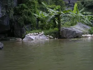 Bức ảnh ghi lại một khung cảnh thanh bình tại một con sông hoặc kênh ở vùng nông thôn, có khả năng là ở Ninh Bình. Dọc theo bờ sông là những vách núi đá vôi hùng vĩ, được bao phủ bởi thảm thực vật xanh tươi, gồm nhiều cây dây leo và các bụi chuối. Có thể thấy một cây chuối đang trổ buồng chuối xanh. Điểm nhấn của bức ảnh là một đàn vịt trắng rất đông. Một số con đang nghỉ ngơi, tụ tập trên các tảng đá lớn ven bờ, trong khi những con khác đang thảnh thơi bơi lội trên mặt nước màu xanh lục. Cảnh tượng này cho thấy hoạt động chăn nuôi vịt thả tự nhiên trong một môi trường thiên nhiên.。（日本語訳）。写真は、田舎の川または運河の穏やかな風景を捉えており、おそらくニンビンでの一枚です。川岸に沿って、雄大な石灰岩の崖があり、青々とした植物、多くのつる植物やバナナの茂みに覆われています。緑色のバナナの房をつけたバナナの木が見えます。写真のハイライトは、非常に大きな白いアヒルの群れです。何羽かは岸辺の大きな岩の上で休んだり集まったりしており、他のアヒルは緑色の水面をのんびりと泳いでいます。この光景は、自然環境の中でのアヒルの自然放牧（飼育）活動を示しています。