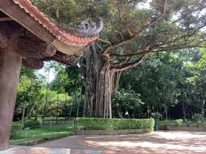 伝統的な木造建築の軒先と、気根を垂らした巨大な古木