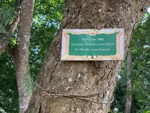 Tên Việt Nam: Nhội（ベトナム名：ニョイ（アカギ））。Tên khoa học: Bischofia javanica Blume（学名：Bischofia javanica Blume）。Họ: Thầu dầu (Euphorbiaceae)（科：トウダイグサ科 (Euphorbiaceae)）