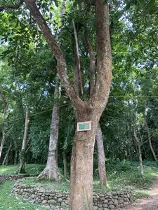 木の幹に緑色の看板が取り付けられている