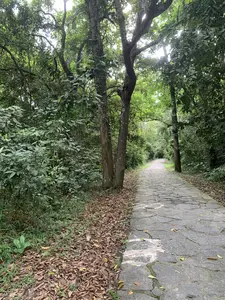 森の中を通る石畳の小道