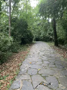 緑豊かな森の中に続く、不規則な形の石で舗装された小道