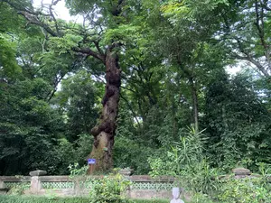 CÂY ƯU ĐÀM（ウドンゲの木）