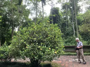 緑豊かな庭園の中に黄緑色の低木があり、その横に男性が立っている