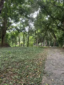 緑豊かな木々に囲まれた史跡内の小道。左側は緑の植物、右側は石畳の道となっている