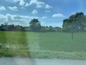 Bức ảnh chụp một khung cảnh nông thôn đặc trưng của Việt Nam. Trọng tâm của bức ảnh là một cánh đồng lúa nước rộng lớn, nơi những cây mạ non xanh mướt được cấy thẳng hàng trong ruộng ngập nước. Phía sau cánh đồng là những hàng cây xanh và một số công trình kiến trúc có mái ngói kiểu truyền thống, có thể là một khu lăng mộ hoặc đình, chùa. Bầu trời trong xanh với những đám mây trắng. Có các đường dây điện chạy ngang qua khung cảnh và một cột điện ở phía bên phải. Tiền cảnh cho thấy một phần lề đường. Không có hoạt động nào của con người được nhìn thấy rõ, nhưng cảnh vật cho thấy đây là khu vực canh tác nông nghiệp. Không có văn bản nào có thể đọc được trong ảnh.。（日本語訳）。この写真はベトナムの典型的な田園風景を撮影したものです。写真の中心は広大な水田で、そこでは青々とした若い稲が水で満たされた田んぼにまっすぐに植えられています。田んぼの後ろには緑の木々の列と、伝統的な瓦屋根を持ついくつかの建築物があり、それはおそらく陵墓、または村の集会所や寺院でしょう。空は青く澄み渡り、白い雲が浮かんでいます。風景を横切るように電線が走っており、右側には電柱があります。前景には道路の路肩の一部が見えます。人間の活動ははっきりと見えませんが、風景からここが農業地域であることがわかります。写真の中に読み取れる文字はありません。