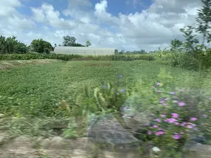 この写真はベトナムのある農村の光景を記録したもので、移動中の乗り物から撮影されたようです。写真の中で際立っているのは、青々とした作物が植えられた広大な畑で、サツマイモか他のつる性の植物かもしれません。遠方には、農業用の大きな白いビニールハウスがあり、その周りは緑の木々やバナナの木々に囲まれています。空は青く澄み渡り、白い雲が多く浮かんでおり、その上を電線が横切っています。写真の前景は動きによってぼやけていますが、紫色の花や道端に生えている雑草が認識できます