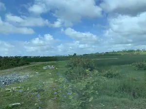 Bức ảnh chụp một khung cảnh nông thôn với một cánh đồng rộng lớn trồng cây xanh tốt, có thể là ruộng lúa hoặc ruộng cói. Phía trước là một bãi đất trống có đá sỏi, bụi cây và những bông hoa dại nhỏ màu xanh tím. Ở phía xa, có thể thấy những ngôi nhà, cây cối và cột điện. Bầu trời trong xanh, có nhiều mây trắng và một vệt trắng dài do máy bay để lại. Không có người hay hoạt động cụ thể nào được ghi lại trong ảnh. Không có chữ viết hay biển báo nào có thể đọc được.。（日本語訳）。写真は、青々とした作物が植えられた広大な畑（田んぼかイグサ畑の可能性がある）のある田舎の風景を写している。手前には、砂利、低木、そして青紫色の小さな野花がある空き地がある。空は澄んだ青色で、多くの白い雲と、飛行機が残した長い白い筋がある。写真には、人や特定の活動は記録されていない。読み取れる文字や標識はない。