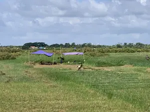 Hình ảnh ghi lại cảnh thu hoạch nông sản trên một cánh đồng rộng lớn, rất có thể là một cánh đồng cói. Một nhóm nông dân đang làm việc trên đồng. Họ đã dựng hai chiếc lều tạm bằng những tấm bạt màu tím được chống bằng cọc tre để làm nơi nghỉ ngơi và tránh nắng. Một số người đang ngồi dưới lều, trong khi những người khác đang tích cực thu hoạch. Có người đang cắt cói, người khác thì bó cói đã cắt thành từng bó. Một nông dân đang gánh một bó cói lớn trên lưng. Cánh đồng có những khu vực đã được thu hoạch và những khu vực cây cói vẫn còn xanh. Ở phía xa là cây cối, nhà cửa và bầu trời nhiều mây. Không có bất kỳ văn bản nào có thể đọc được trong ảnh.。（日本語訳）。写真は広大な畑での農産物収穫の光景を記録したもので、イグサ畑である可能性が非常に高いです。農民の一団が畑で作業をしています。彼らは、休憩と日よけの場所として、竹の棒で支えられた紫色の防水シートで2つの仮設テントを建てました。何人かはテントの下に座っており、他の人々は熱心に収穫作業をしています。イグサを刈っている人もいれば、刈り取ったイグサを束にしている人もいます。一人の農民が大きなイグサの束を背負っています。畑には、すでに収穫された区域と、イグサがまだ青々と茂っている区域があります。遠くには木々、家々、そして曇り空があります。写真の中には読み取れる文字はありません。