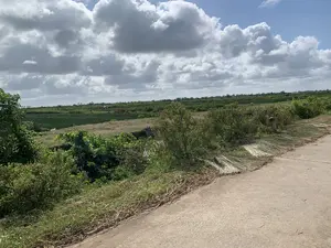 背景は、前景にコンクリートの道がある農村地域です。道端に沿って、収穫されたイグサの束が天日干しのために広げられています。道の後ろには広大な畑が広がっており、一部は緑の作物で耕作され、他の部分は空き地です。畑の遠くには、農作業をしている数人の人々が見えます。空は青く、多くの雲があります。写真には、認識可能なテキストや文字はありません