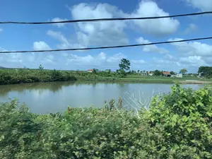 Bức ảnh ghi lại một khung cảnh nông thôn yên bình. Trung tâm của bức ảnh là một cái ao lớn, mặt nước tĩnh lặng, có thể đây là một ao nuôi trồng thủy sản. Bao quanh ao là cây cối và bụi rậm xanh um. Ở phía xa, bên kia bờ ao, có một vài ngôi nhà dân với mái ngói đỏ và xám. Bầu trời trong xanh, có nhiều mây trắng. Vắt ngang qua bầu trời là những đường dây điện màu đen. Cây cỏ ở phía trước bị mờ, cho thấy ảnh có thể được chụp từ một phương tiện đang di chuyển. Không có văn bản hay chữ viết nào xuất hiện trong ảnh.。（日本語訳）。写真は、のどかな田舎の風景を捉えています。写真の中央には大きな池があり、水面は静かで、おそらく養殖池でしょう。池の周りは、青々と茂る木々や茂みに囲まれています。遠くの池の向こう岸には、赤と灰色の瓦屋根の民家が数軒あります。空は青く澄んでおり、白い雲が多く浮かんでいます。空を横切って黒い電線が走っています。手前の草木はぼやけており、写真が移動中の乗り物から撮影された可能性を示しています。写真にはテキストや文字は写っていません。