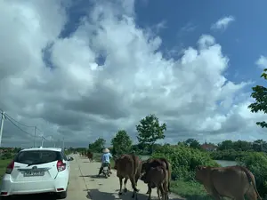 写真は、農村地帯のある道路上の光景を記録しています。菅笠をかぶった一人の農民が、バイクを運転して牛の群れを道路上で移動させています。牛の群れは大小さまざまな多くの牛で構成されており、交通車両と同じ方向に進んでいます。牛の群れの前方には、一台の白い自動車がいます。道路は川か運河に沿って走っており、両側には青々とした木々と電柱があります。遠くには、田舎の村の家々が見えます。空は青く澄んでおり、多くの雲があります