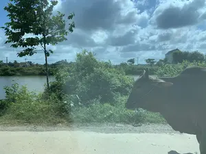 Bức ảnh chụp một khung cảnh nông thôn ở Việt Nam. Ở cận cảnh bên phải là một con bò màu nâu đang đứng bên lề một con đường đất. Con bò có một sợi dây thừng màu xanh buộc quanh đầu. Bên trái là một con sông hoặc hồ nước, được ngăn cách với con đường bởi thảm thực vật xanh tươi gồm cây cối và bụi rậm. Ở phía xa, bên kia sông, có thể thấy những ngôi nhà và nhiều cây xanh hơn. Bầu trời có màu xanh và được bao phủ bởi nhiều đám mây trắng và xám. Không có hoạt động cụ thể nào đang diễn ra ngoài việc con bò đang đứng yên. Không có văn bản hay chữ viết nào có thể nhận dạng được.。（日本語訳）。写真はベトナムの田舎の風景を撮影したものです。右側の前景には、未舗装の道の脇に立っている一頭の茶色い牛がいます。その牛は頭に青いロープを巻いています。左側には川か湖があり、木々や茂みからなる青々とした草木によって道と隔てられています。遠くの川の向こうには、家々やさらに多くの緑の木々が見えます。空は青く、多くの白や灰色の雲に覆われています。牛が静かに立っている以外、特に何も起きていません。認識できるテキストや文字はありません。