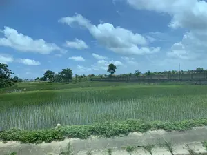 Hình ảnh ghi lại một khung cảnh vùng nông thôn yên bình. Nổi bật nhất là một cánh đồng lúa nước rộng lớn ở phía trước. Lúa non đã được cấy thẳng hàng và đang ngập trong nước, cho thấy đây là giai đoạn đầu của vụ mùa. Dọc theo rìa cánh đồng ở tiền cảnh là một bờ kè bê tông nhỏ có cỏ dại mọc. Ở phía sau cánh đồng là một bức tường bê tông dài. Xa hơn nữa, có thể thấy những lùm cây xanh và một vài mái nhà của khu dân cư. Bầu trời trong xanh, cao và rộng với nhiều đám mây trắng trôi lững lờ, báo hiệu một ngày nắng đẹp. Không có hoạt động của con người được ghi lại trực tiếp, nhưng cảnh vật cho thấy hoạt động nông nghiệp trồng lúa đang diễn ra. Không có bất kỳ văn bản, biển báo hay chữ viết nào có thể đọc được trong ảnh.。（日本語訳）。写真は、のどかな田園風景を記録しています。最も目立つのは、手前にある広大な水田です。稲の苗はまっすぐに植えられ、水に浸かっており、これが作付けの初期段階であることを示しています。前景の田んぼの縁に沿って、雑草が生えた小さなコンクリートの土手があります。田んぼの後ろには、長いコンクリートの壁があります。さらに遠くには、緑の木立と住宅地のいくつかの屋根が見えます。空は青く澄み渡り、高く広がり、多くの白い雲がゆっくりと漂っており、晴れた美しい一日を告げています。人間の活動は直接記録されていませんが、風景は稲作農業が行われていることを示しています。写真には、読み取れるテキスト、標識、または文字は一切ありません。