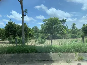 Bức ảnh chụp một khung cảnh nông thôn vào một ngày nắng đẹp. Bầu trời trong xanh và có nhiều mây trắng. Ở phía trước là một bờ kè bê tông ven đường, phía sau là một khu vườn hoặc mảnh đất nông nghiệp được rào lại bằng hàng rào lưới thép với các cột bê tông. Bên trong hàng rào, đất đã được canh tác với các luống cây trồng còn non, có thể là ngô. Xung quanh khu đất có nhiều cây cối xanh tốt, bao gồm cả cây chuối và các loại cây ăn quả khác. Không có người hay hoạt động cụ thể nào được ghi lại, chỉ có cảnh vật yên bình của vùng quê. Không có bất kỳ chữ viết nào có thể nhìn thấy trong ảnh.。（日本語訳）。写真は、晴れた美しい日の田園風景を写したものです。空は澄み切った青で、白い雲がたくさん浮かんでいます。手前には道端のコンクリートの擁壁があり、その後ろには、コンクリートの柱がある金網のフェンスで囲まれた庭または農地があります。フェンスの内側では、土地は耕されており、若い作物の畝があり、おそらくトウモロコシでしょう。その土地の周りには、バナナの木やその他の果樹を含む、青々と茂る木々がたくさんあります。人や特定の活動は記録されておらず、田舎の平和な風景だけがあります。