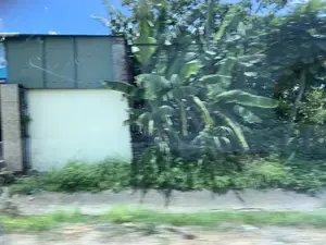 Bức ảnh bị mờ do chuyển động, có vẻ như được chụp từ một phương tiện đang di chuyển nhìn ra cảnh vật ven đường. Ở bên trái, có một bức tường màu kem và một cấu trúc có thể là hàng rào hoặc một phần của ngôi nhà với các tấm tôn màu xanh đậm. Trên tấm tôn có các ký tự hoặc hình ảnh mờ nhạt, không thể đọc được. Ở trung tâm và bên phải là một khu vườn rậm rạp với nhiều cây cối, nổi bật là các bụi chuối có tàu lá lớn. Dưới mặt đất là lề đường bê tông và cỏ dại mọc um tùm. Phía trên có thể nhìn thấy dây điện và bầu trời xanh.。（日本語訳）。写真は手ブレでぼやけており、移動中の乗り物から道端の景色を撮影したようです。左側には、クリーム色の壁と、フェンスか家の一部と思われる濃い青色のトタン板でできた構造物があります。トタン板には、判読できないかすかな文字か画像があります。中央と右側には、多くの木々が生い茂る庭があり、特に大きな葉を持つバナナの木が目立ちます。地面にはコンクリートの路肩と、生い茂った雑草があります。上方には電線と青空が見えます。