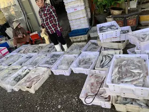 Bối cảnh là một khu chợ cá hoặc bến cá ngoài trời, có thể là ở Ngư Lộc. Nền đất ẩm ướt. Rất nhiều thùng nhựa màu trắng chứa đầy các loại cá tươi khác nhau được ướp đá và bày bán. Một người phụ nữ mặc áo sơ mi kẻ sọc, đi ủng trắng, có vẻ là tiểu thương, đang đứng giữa các thùng cá. Một người phụ nữ khác đội mũ tai bèo đang ngồi trên ghế nhựa ở phía sau. Có thể thấy một người đội nón lá ở phía xa. Các thùng cá được xếp thành hàng dài và một số thùng rỗng được xếp chồng lên nhau ở hậu cảnh. Có một số chữ viết trên các vật dụng: chữ "YEN" trên đôi ủng, chữ "SHENGJIAMEI" trên dây đeo của người phụ nữ đang ngồi, và các ký hiệu màu đỏ như "VUI" trên một số thùng nhựa. Phía sau còn có các chậu cây cảnh trang trí.。（日本語訳）。背景は屋外の魚市場または魚の船着き場で、おそらくグーロックにある。地面は湿っている。氷で冷やされ陳列販売されている様々な種類の新鮮な魚で満たされた、たくさんの白いプラスチックの桶がある。ストライプのシャツを着て白い長靴を履いた、小売商人と思われる一人の女性が、魚の桶の間に立っている。後ろの方では、サファリハットをかぶった別の女性がプラスチックの椅子に座っている。魚の桶は長い列に並べられており、背景にはいくつかの空の桶が積み重ねられている。持ち物にはいくつかの文字が書かれている：長靴には「YEN」の文字、座っている女性のストラップには「SHENGJIAMEI」の文字、そしていくつかのプラスチックの桶には「VUI」のような赤い記号がある。後ろには装飾用の観葉植物の鉢もある。