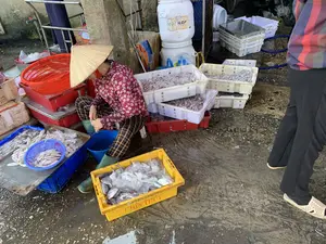 Trên thùng nhựa màu vàng có chữ 'CHÍN THỦY'. Trên một thùng phuy nhựa màu trắng ở phía sau có nhãn ghi 'ECOCHLOR'. Bối cảnh là một khu chợ cá hoặc khu sơ chế hải sản với sàn nhà xi măng ẩm ướt. Một người phụ nữ đội nón lá, mặc áo dài tay hoa văn màu đỏ và đi ủng cao su, đang ngồi trên ghế thấp để phân loại hải sản. Xung quanh bà có rất nhiều khay nhựa và rổ chứa đầy hải sản tươi sống, chủ yếu là mực ống và cá, được ướp đá để giữ độ tươi. Cụ thể, có các khay nhựa màu trắng, xanh, vàng và một chiếc rổ lớn màu đỏ. Người phụ nữ đang làm việc bên cạnh một xô nước màu xanh. Phía sau là các thùng phuy nhựa và nhiều khay rỗng được xếp chồng lên nhau.。（日本語訳）。黄色いプラスチックの容器には「CHÍN THỦY」という文字がある。後ろにある白いプラスチックのドラム缶には「ECOCHLOR」と書かれたラベルがある。背景は、濡れたセメントの床がある魚市場または海産物の一次加工場である。ノンラーをかぶり、赤色で模様の入った長袖の服を着て、ゴム長靴を履いた女性が、低い椅子に座って海産物を仕分けている。彼女の周りには、新鮮な海産物でいっぱいのプラスチック製のトレイやかごがたくさんあり、主にイカや魚で、鮮度を保つために氷で冷やされている。具体的には、白、青、黄色のプラスチック製のトレイと、大きな赤いかごが一つある。その女性は青い水の入ったバケツの隣で作業している。後ろにはプラスチックのドラム缶と、積み重ねられたたくさんの空のトレイがある。