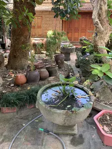 Đây là khung cảnh một sân vườn trước một ngôi nhà mang phong cách truyền thống. Ngôi nhà ở phía sau có tường xây bằng gạch đá ong, mái lợp ngói đỏ và cửa gỗ. Trong sân có nhiều cây cối, bao gồm các cây thân gỗ lớn và nhiều cây cảnh được trồng trong các loại chậu khác nhau như chum sành, chậu gốm, và chậu đá. Ở phía trước, có một bể cảnh bằng đá chứa nước và trồng cây thủy sinh. Nền sân được lát gạch cũ, trên đó có một ống nước và lá cây khô rơi rụng. Khung cảnh tĩnh lặng, không có người hay hoạt động nào được ghi nhận.。（日本語訳）。これは伝統的な様式の家の前にある庭の光景です。後ろにある家は、ラテライトレンガで建てられた壁、赤い瓦で葺かれた屋根、そして木製の扉があります。庭には多くの木々があり、大きな木や、陶器の壺、陶製の鉢、石の鉢など様々な種類の鉢に植えられた多くの観葉植物が含まれています。手前には、水が張られ水生植物が植えられた石造りの観賞用の水槽があります。庭の地面は古いレンガで舗装されており、その上には水道管と落ちた枯れ葉があります。静かな光景で、人や活動は見られません。