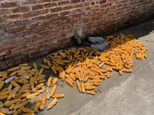 収穫後にトウモロコシを干している光景を記録した写真です。皮を剥かれた非常に多くのトウモロコシが、黄金色に輝き、太陽光で乾燥させるためにコンクリートの庭に広げられています。この光景は、古い赤レンガの壁のすぐそばで繰り広げられています。これは農村地域における特徴的な農業活動です。写真の中には、読み取れるテキストや文字は一切ありません