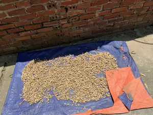 Hình ảnh cho thấy lạc (đậu phộng) đang được phơi khô ngoài trời dưới ánh nắng. Một số lượng lớn lạc còn nguyên vỏ được trải đều trên một tấm bạt nhựa màu xanh. Tấm bạt được đặt trên nền đất xi măng, bên cạnh một bức tường xây bằng gạch đỏ. Ánh nắng chiếu mạnh, tạo ra bóng của bức tường đổ xuống một phần tấm bạt. Ở góc dưới bên phải, có một mảnh bạt màu cam bị rách. Đây là một hoạt động nông nghiệp phổ biến sau khi thu hoạch để bảo quản nông sản. Không có văn bản hay chữ viết nào trong ảnh.。（日本語訳）。写真は、落花生（ピーナッツ）が屋外で日光の下、天日干しにされている様子を写しています。大量の殻付き落花生が、青いビニールシートの上に均等に広げられています。シートはセメントの地面の上に敷かれており、その隣には赤レンガで造られた壁があります。日差しは強く、壁の影がシートの一部に落ちています。右下の角には、破れたオレンジ色のシートの切れ端があります。これは、収穫後に農産物を保存するために行われる、一般的な農作業です。写真の中にテキストや文字はありません。