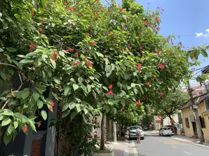 Đây là hình ảnh một con phố vào một ngày nắng, với bầu trời trong xanh. Ở phía trước và bên trái là một cây lớn có tán lá xanh rậm rạp và đang nở nhiều hoa màu đỏ. Con đường được trải nhựa với vạch kẻ đường màu vàng. Dọc theo vỉa hè là những ngôi nhà và cây xanh. Một người đàn ông đang đi bộ trên vỉa hè. Có một vài chiếc ô tô đang đỗ ven đường. Ở phía bên phải, có một ngôi nhà màu vàng, trên đó có một biển hiệu với chữ "BÁNH MÌ". Phía trên có một biển hiệu lớn hơn nhưng chỉ đọc được một phần chữ "JONG T...". Một biển báo giao thông hình tam giác viền đỏ cũng được nhìn thấy. Cảnh tượng có nhiều cột điện và dây điện chằng chịt.。（日本語訳）。これは晴れた日の、青空が広がるある通りの画像です。手前と左側には、青々とした葉が茂り、赤い花をたくさん咲かせている大きな木があります。道路は舗装されており、黄色い車線が引かれています。歩道に沿って家々や緑の木々があります。一人の男性が歩道を歩いています。道端には数台の車が駐車しています。右側には黄色い家があり、その上には「BÁNH MÌ」という文字の看板があります。その上にはもっと大きな看板がありますが、「JONG T...」という文字の一部しか読めません。赤い縁の三角形の交通標識も見えます。この光景には多くの電柱と、複雑に張り巡らされた電線があります。