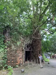Bối cảnh là một khu di tích lịch sử, có thể là một phần của một thành cổ. Nổi bật trong ảnh là một bức tường gạch cũ kỹ, cổ kính, bị bao phủ một phần bởi cây cối và rễ cây. Một cây đa cổ thụ khổng lồ mọc sát bức tường, với bộ rễ to lớn, xù xì bám chặt vào tường và quanh một ô cửa gỗ có vòm. Cây cối và dây leo xanh tươi mọc um tùm, tạo nên một khung cảnh rậm rạp. Trên một lối đi được lát gạch, một người đàn ông lớn tuổi, có vẻ là du khách, đang đứng chụp ảnh công trình kiến trúc này bằng máy ảnh hoặc điện thoại thông minh. Ông mặc áo sơ mi kẻ sọc, quần dài, đội mũ và đeo một chiếc túi chéo vai. Phía trước bức tường có một hàng cọc inox nối với nhau bằng dây xích, có lẽ để ngăn du khách lại gần. Một chiếc đèn pha được đặt trên mặt đất, hướng lên trên, dùng để chiếu sáng vào ban đêm.。（日本語訳）。背景は歴史遺跡で、古い城の一部かもしれません。写真の中で目立っているのは、木々や木の根に一部覆われた、古く趣のあるレンガの壁です。一本の巨大なガジュマルの古木が壁際に生えており、その大きくてごつごつした根が、壁とアーチ状の木製の窓枠の周りにしっかりと張り付いています。青々とした木々やつる植物が生い茂り、鬱蒼とした光景を作り出しています。レンガが敷かれた通路の上で、観光客と思われる年配の男性が、カメラまたはスマートフォンでこの建築物の写真を撮っています。彼はストライプのシャツと長ズボンを着用し、帽子をかぶり、ショルダーバッグを斜め掛けにしています。壁の前には、チェーンで繋がれたステンレス製の杭が並んでおり、おそらく観光客が近づくのを防ぐためのものでしょう。地面には一つの投光器が上向きに設置されており、夜間のライトアップに使われます。