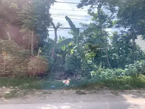 Hình ảnh ghi lại một khung cảnh ven đường ở một vùng nông thôn. Cây cối mọc um tùm, trong đó có thể nhận ra các cây chuối với tàu lá lớn đặc trưng. Phía trên ngọn cây là bầu trời xanh có mây và hệ thống dây điện, dây cáp chằng chịt. Phần lề đường là đất, có cỏ dại mọc và một ít rác thải. Không có biển báo, chữ viết hay hoạt động nào của con người được ghi nhận trong ảnh.。（日本語訳）。画像は、ある田舎の道端の風景を記録したものです。木々が鬱蒼と茂っており、その中には特徴的な大きな葉を持つバナナの木が認識できます。木々の梢の上には雲のある青空と、複雑に絡み合った電線やケーブルのシステムがあります。路肩は土で、雑草が生え、少量のゴミがあります。写真には、標識、文字、またはいかなる人間の活動も記録されていません。