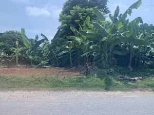 Hình ảnh chụp một khung cảnh ven đường ở vùng nông thôn. Ở phía trước là một phần của con đường nhựa. Sát bên đường là một mảnh đất nông nghiệp đã được cày xới, bên cạnh là một vườn chuối rậm rạp với những tàu lá xanh tươi. Phía sau vườn chuối là những cây cao lớn khác. Bầu trời trong xanh và có một vài gợn mây trắng. Không có hoạt động nào của con người được ghi lại, và cũng không có bất kỳ văn bản hay biển báo nào trong ảnh.。（日本語訳）。田舎の道端の風景を撮影した写真です。手前にはアスファルトの道路の一部があります。道路のすぐ隣には耕された農地があり、その横には青々とした葉が茂るバナナ園があります。バナナ園の後ろには、他の背の高い木々があります。空は青く澄んでおり、白い雲がいくつか浮かんでいます。人間の活動は記録されておらず、また写真の中にはいかなる文字や看板もありません。