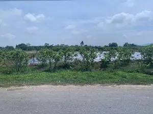 Bức ảnh chụp một khung cảnh nông thôn ven đường. Tiền cảnh là một con đường nhựa và lề đường có cỏ dại mọc um tùm. Ở giữa bức ảnh là một khu đất nông nghiệp, nơi các luống đất được phủ bằng màng phủ nông nghiệp màu trắng bạc. Đây là một kỹ thuật canh tác phổ biến. Xen kẽ là những hàng cây ăn quả nhỏ, có thể là cây ổi, được trồng dọc theo khu đất. Phía xa là nhiều cây cối xanh tươi khác và bầu trời xanh với những đám mây trắng. Không có văn bản hay biển hiệu nào trong ảnh.。（日本語訳）。写真は道端の田舎の風景を写しています。手前にはアスファルトの道と、雑草が生い茂る道端があります。写真の中央には農地があり、そこでは畝が銀白色の農業用マルチフィルムで覆われています。これは一般的な栽培技術です。その間には、おそらくグアバの木と思われる小さな果樹の列が、土地に沿って植えられています。遠くには他の多くの青々とした木々と、白い雲が浮かぶ青い空があります。写真には文字や看板はありません。