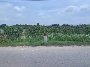 Bức ảnh chụp một khung cảnh nông thôn ven đường. Ở phía trước là một con đường nhựa, bên lề có một cột mốc bê tông sơn trắng, đỉnh màu đỏ. Dọc theo con đường là một dải cỏ dại mọc um tùm. Phía sau là một khu vườn hoặc khu đất nông nghiệp với những hàng cây bụi xanh tốt, có thể là cây ăn quả. Một hệ thống giàn lớn làm bằng tre hoặc nứa được dựng lên phía sau các hàng cây, có khả năng dùng để hỗ trợ các loại cây leo phát triển. Ở phía xa hơn có thể thấy nhiều cây cối. Bầu trời trong xanh và có mây trắng. Một đường dây điện chạy ngang qua phần trên của ảnh. Không có hoạt động của con người được nhìn thấy trực tiếp, nhưng cảnh vật cho thấy đây là một khu vực canh tác nông nghiệp. Không có văn bản nào có thể đọc được trong ảnh.。（日本語訳）。写真は道端の田舎の風景を写しています。手前にはアスファルトの道があり、その脇には上が赤く塗られた白いコンクリートのキロポストがあります。道に沿って雑草が生い茂っています。その後ろには、果樹かもしれない青々とした低木が並ぶ庭園または農地があります。木々の後ろには、つる植物の成長を支えるために使われる可能性のある、竹で作られた大きな棚が設置されています。さらに遠くには多くの木々が見えます。空は青く澄んでおり、白い雲があります。写真の上部を電線が横切っています。人間の活動は直接見られませんが、風景はここが農業地帯であることを示しています。写真には読み取れる文字はありません。