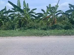 Không có thông tin dạng chữ viết trong hình ảnh. Bức ảnh chụp một khung cảnh ven đường ở một vùng nông thôn. Phía trước là một con đường nhựa. Bên cạnh đường là một khu đất trồng rất nhiều cây chuối. Các cây chuối mọc san sát nhau, cao lớn với những tàu lá xanh um tùm, một số lá bị rách do gió. Xen kẽ giữa các cây chuối là nhiều loại cây bụi và cỏ dại khác. Bầu trời phía trên có màu xanh nhạt và mây trắng. Không có người hay hoạt động nào đang diễn ra.。（日本語訳）。画像には文字情報はありません。写真は、ある田舎の道端の風景を写しています。手前にはアスファルトの道があります。道の脇には、たくさんのバナナの木が植えられた土地があります。バナナの木は密集して生えており、背が高く、青々とした葉が茂っていますが、いくつかの葉は風で破れています。バナナの木々の間には、さまざまな種類の低木や他の雑草が混じっています。上空の空は水色で、白い雲が浮かんでいます。人や活動は見られません。