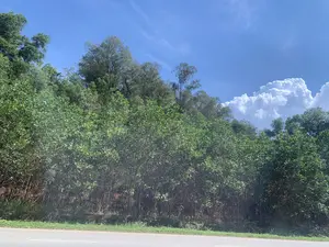 Bức ảnh chụp một khung cảnh ven đường vào một ngày nắng. Ở phía dưới là một con đường nhựa. Bên cạnh đường là một sườn đồi được bao phủ bởi cây cối và bụi rậm xanh tươi, um tùm. Phía trên là bầu trời trong xanh với những đám mây trắng. Không có người, công trình kiến trúc hay hoạt động nào diễn ra. Không có chữ viết hay biển báo nào trong ảnh.。（日本語訳）。写真は、晴れた日の道端の風景を写したものです。下の方にはアスファルトの道路があります。道路の脇には、青々と生い茂る木々や低木に覆われた丘の斜面があります。上の方には、白い雲のある澄んだ青空が広がっています。人、建造物、あるいは行われている活動はありません。写真の中には文字や標識はありません。