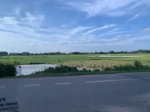 これは、手前にアスファルトの道がある農村地域を撮影した写真です。道の隣には、広大な緑の田んぼが広がっています。田んぼの一部には黄色く色づいた作物があり、別の場所は白いシートで覆われています。これは農産物を干すために使われているのかもしれません。道と田んぼの間には、小さな池または用水路があります。遠くには、並木と電柱が見えます。空は青く澄んでおり、白い雲がたくさん浮かんでいます。この光景は、ここが農業地帯であることを示しています