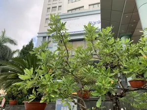 Bối cảnh là một khu vực đô thị, chụp phía trước một tòa nhà cao tầng hiện đại. Trên tường tòa nhà có một tấm biển lớn ghi 'Ngân hàng Hợp tác xã Việt Nam' và logo 'Co-op Bank'. Bên dưới là một dòng chữ nhỏ hơn ghi địa chỉ, một phần bị che khuất bởi cây cối: '...ch san Sao Mai - Số 20 Phan Chu Trinh - P. Đ...'. Ở tiền cảnh, có nhiều cây xanh tươi tốt, bao gồm một cây lớn và các cây cảnh khác được trồng trong chậu. Một biển báo màu xanh dương ở phía dưới có chữ 'KHÁCH ĐẾN GIAO DỊCH ĐI LỐI NÀ...', là biển chỉ dẫn lối đi cho khách hàng. Ngoài ra còn có một biển báo giao thông cấm đi vào. Không có hoạt động nào của con người được nhìn thấy, khung cảnh tĩnh lặng dưới bầu trời nhiều mây.。（日本語訳）。背景は都市部で、近代的な高層ビルの正面が写っている。ビルの壁には「Ngân hàng Hợp tác xã Việt Nam」と「Co-op Bank」のロゴが書かれた大きな看板がある。その下には、住所を記したより小さな文字の列があり、一部が木々で隠されている：「...ch san Sao Mai - Số 20 Phan Chu Trinh - P. Đ...」。前景には、一本の大きな木や鉢植えにされた他の観葉植物など、青々とした多くの緑がある。下の方にある青い看板には「KHÁCH ĐẾN GIAO DỊCH ĐI LỐI NÀ...」という文字があり、これは顧客用の通路を示す案内板である。その他に、進入禁止の交通標識もある。人の活動は見られず、曇り空の下、静かな光景が広がっている。