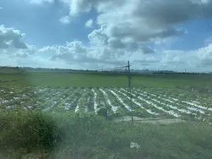 Bức ảnh chụp một khung cảnh nông thôn với những cánh đồng nông nghiệp. Ở phía trước là một thửa ruộng trồng cây theo luống, các luống cây được phủ bằng bạt nilon màu trắng. Phía sau là một cánh đồng lúa xanh rộng lớn. Có thể thấy một người nông dân đang làm việc trên cánh đồng lúa ở phía xa. Khung cảnh còn có các cột điện và đường dây điện chạy ngang qua. Ở đường chân trời là hình ảnh mờ của những dãy núi. Bầu trời trong xanh và có nhiều mây.。（日本語訳）。写真は、農地が広がる田舎の風景を写しています。手前には、畝に沿って作物が植えられた畑があり、その畝は白いビニールシートで覆われています。その後ろには、広大な緑の田んぼが広がっています。遠くの田んぼで農作業をしている人の姿が見えます。風景には、電柱と電線も横切っています。地平線には、山脈のぼんやりとした姿が見えます。空は青く澄んでおり、多くの雲が浮かんでいます。