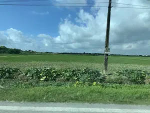 Bức ảnh chụp một khung cảnh nông thôn yên bình. Trọng tâm của bức ảnh là một cánh đồng lúa xanh mướt rộng lớn. Một phần của cánh đồng đã được thu hoạch, còn lại gốc rạ, trong khi phần còn lại lúa vẫn đang phát triển. Ở bên phải, có một cột điện bằng gỗ, trên đó có các ký tự '2.17' và 'T2'. Các đường dây điện chạy ngang qua bầu trời. Ven đường, có các loại cây rau màu lá to đang bò trên bờ đất. Ở phía xa là những rặng cây xanh, trong đó có thể nhận ra cây chuối, và một vài mái nhà của các ngôi nhà. Bầu trời trong xanh, có nhiều mây trắng và xám, cho thấy một ngày thời tiết đẹp.。（日本語訳）。写真は、のどかな田園風景を写しています。写真の中心は、広大で青々とした水田です。田んぼの一部は収穫され、稲株が残っていますが、残りの部分では稲がまだ育っています。右側には木製の電柱があり、そこには「2.17」と「T2」という文字が書かれています。電線が空を横切っています。道端には、大きな葉を持つ野菜類の植物が土手を這っています。遠くには緑の木々が並んでおり、その中にはバナナの木や、いくつかの家の屋根が見えます。空は青く澄んでおり、白や灰色の雲が多く、天気の良い日であることを示しています。