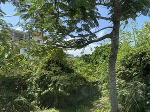 Đây là một khung cảnh ngoài trời vào một ngày nắng đẹp, bầu trời trong xanh và có mây trắng. Ở phía trước là một con đường mòn nhỏ bằng đất, chạy dọc theo một bức tường bê tông cũ. Xung quanh lối đi là cây cối mọc um tùm và rậm rạp, bao gồm một cây lớn có tán lá xòe rộng, các bụi tre và cây chuối. Ở phía sau, qua những tán lá, có thể nhìn thấy một tòa nhà nhiều tầng màu trắng với ban công và một chảo vệ tinh trên mái. Xa hơn một chút, có một tòa nhà khác với mái màu xanh và một cây thánh giá, có thể là một nhà thờ. Không có người hay hoạt động nào rõ rệt đang diễn ra. Khung cảnh cho thấy sự pha trộn giữa khu dân cư và thảm thực vật tự nhiên.。（日本語訳）。これは晴れた美しい日の屋外の風景で、空は青く澄み、白い雲が浮かんでいます。手前には、古いコンクリートの壁に沿って続く、小さな土の小道があります。小道の周りには、葉を広げた大きな木、竹の茂み、バナナの木など、木々が鬱蒼と生い茂っています。後方には、木々の葉を通して、バルコニーと屋根に衛星放送受信アンテナがある白い多層階の建物が見えます。もう少し遠くには、青い屋根と十字架がある別の建物があり、おそらく教会でしょう。人や目立った活動は見られません。この風景は、住宅地と自然の植生が混在していることを示しています。