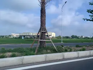 Bức ảnh chụp cảnh quan ven một con đường lớn, có thể là quốc lộ, nhìn từ một phương tiện đang di chuyển. Ở tiền cảnh là lề đường với dải phân cách bằng bê tông và một cây cọ mới trồng được chống đỡ bằng khung tre/gỗ. Phía bên kia đường là một cánh đồng lúa xanh mướt. Ở phía xa, có một tòa nhà lớn, trông giống như một nhà máy hoặc nhà xưởng sản xuất. Trên tường của tòa nhà này có dòng chữ màu đỏ, chỉ có thể đọc được một phần là 'NHÀ SẢN...'. Ngoài ra, trong khung cảnh còn có một cột đèn đường cao, hiện đại, một cấu trúc nhỏ màu xanh lam giống như một ngôi tháp nhỏ, và các ngôi nhà, cây cối khác ở phía xa. Bầu trời trong xanh, có nhiều mây trắng.。（日本語訳）。大きな道路沿いの風景を撮影した写真で、おそらく国道であり、移動中の乗り物から見たものである。前景には、コンクリート製の中央分離帯がある路肩と、竹か木製の支柱で支えられた新しく植えられたヤシの木がある。道路の向こう側には、青々とした水田が広がっている。この建物の壁には赤い文字があり、「NHÀ SẢN...」という部分しか読み取れない。その他、風景の中には、高くて近代的な街灯柱、小さな塔のような青い小さな建造物、そして遠くにある他の家々や木々も写っている。空は青く澄んでおり、白い雲が多く浮かんでいる。