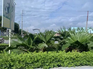 Bức ảnh chụp khung cảnh ven đường ở Việt Nam, có khả năng là tại Thanh Hóa. Ở tiền cảnh là một dải phân cách trồng cây xanh, bao gồm các bụi cây thấp và cây cọ rẻ quạt. Phía sau là một con đường có rào chắn đường sắt (barie) sọc đỏ trắng đang hạ xuống, cho thấy một đoàn tàu sắp đi qua hoặc vừa đi qua. Có một chiếc xe máy đang dừng ở gần rào chắn. Xa hơn trên con đường là một cấu trúc giống như cổng chào hoặc cổng vào một khu vực nào đó. Bầu trời có nhiều mây, và có nhiều cột điện cùng đường dây điện. Bên trái có một tấm biển lớn nhưng bị mờ do chuyển động nên không thể đọc được nội dung.。（日本語訳）。ベトナムの道端の風景を撮影した写真で、おそらくタインホア省で撮られたものです。前景には、低い茂みや扇ヤシの木を含む緑が植えられた中央分離帯があります。その後ろには、赤と白の縞模様の遮断機（バリア）が下りている道路があり、列車が通過しようとしているか、または通過した直後であることを示しています。遮断機の近くにバイクが1台停まっています。道路のさらに先には、歓迎ゲートか、どこかのエリアへの入り口のような構造物があります。空は雲が多く、たくさんの電柱と電線があります。